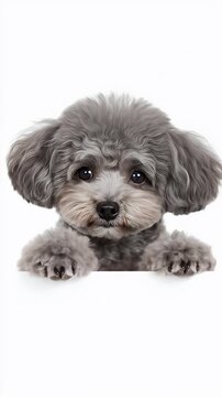 Realistic Studio Portrait of a Gray Poodle Puppy on White Background