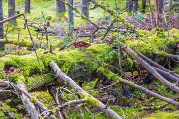 Moss covered falling tree in a coniferous forest
