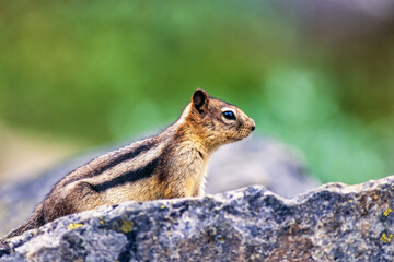 Golden-mantled ground squirrel on a rock