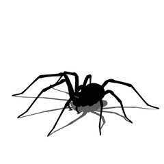 spider isolated on white