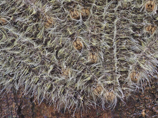 Caterpillars cling to trees in the forest.