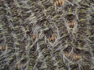 Caterpillars cling to trees in the forest.