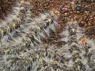 Caterpillars cling to trees in the forest.