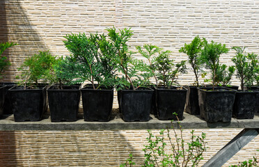 Row of young conifer seedlings growing in black plastic pots on a wooden shelf outdoors, with a...