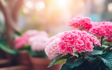 Spring sale background with vibrant pink hydrangea flowers in full bloom, soft sunlight and blurred garden setting create cheerful and inviting seasonal atmosphere