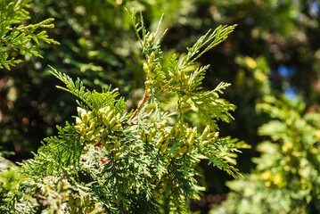 Thuja occidentalis tree standing tall against clear blue sky, evergreen conifer symbolizing strength, endurance, and natural landscape beauty.