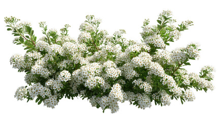 Beautiful Spiraea Bush Covered in White Flowers on Transparent Background for Design Use