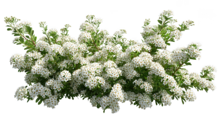 Beautiful Spiraea Bush Covered in White Flowers on Transparent Background for Design Use