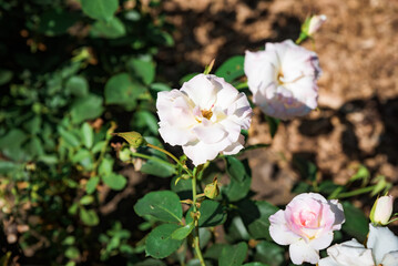 Cluster of Charles Aznavour roses blooming in soft white and pink shades, fresh blossoms in a summer garden, natural beauty in horizontal frame.