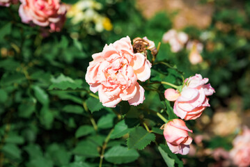 Orange pink roses Marie Curie blooming in the garden, fresh delicate flowers with soft petals showing natural beauty and elegance in summer light.