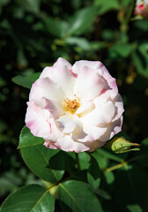 Single Charles Aznavour rose in vertical frame, white and pink petals opening softly, elegant garden flower blooming with charm.
