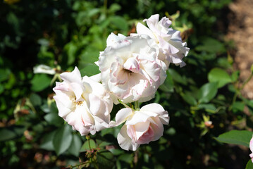 Cluster of Charles Aznavour roses with tender pink and white petals, ornamental garden flowers symbolizing elegance and natural charm in bloom.
