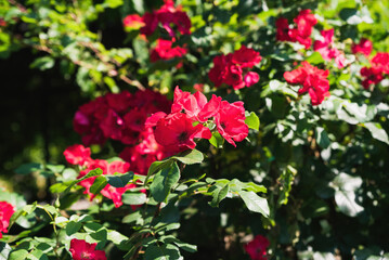 Close-up of blooming Robusta roses from the Hybrid Rugosa group with bright red petals in a summer garden, vibrant flowers in natural light.