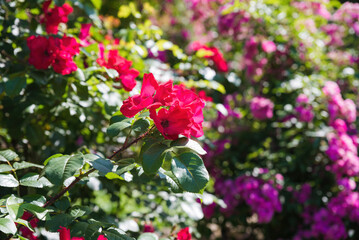 Close-up of two blooming Robusta roses from the Hybrid Rugosa group with vivid red petals in a garden, beautiful summer flowers in sunlight.
