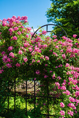 Blooming climbing pink roses cover a black garden arch under bright summer sunlight with green leaves and clear blue sky in the background.