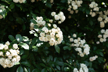 Close view of Snow Typhoon rambling rose with pure white blooms and lush green leaves in warm...