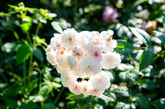 Close up of a white Madame Plantier rose Alba Hybrid variety in full bloom with delicate layered petals against a soft natural garden background.