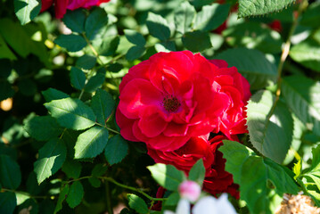 Close-up of a blooming Sympathie Rose from the Hybrid Kordesii group with rich red petals, elegant summer flower captured in natural sunlight.
