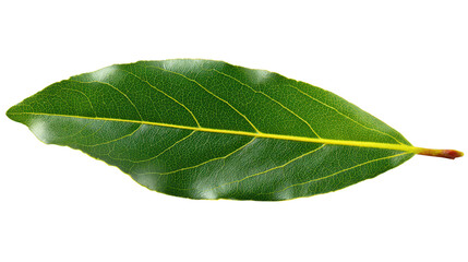 Obraz premium Detailed Bay Leaf Isolated on Black Background Green, Yellow Veins, Brown Stem