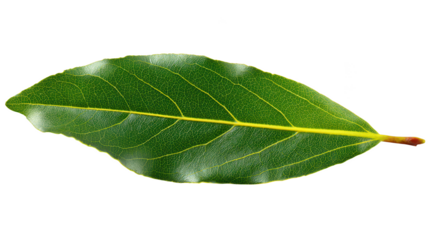 Detailed Bay Leaf Isolated on Black Background Green, Yellow Veins, Brown Stem