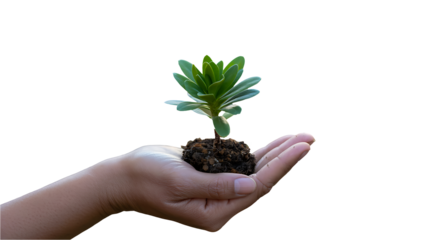 Hand holding small green plant with soil isolated on white background
