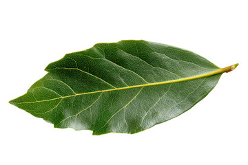 Obraz premium Detailed Macro Photograph of a Single Bay Leaf on a Black Background
