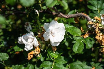 Blooming white Blanc Double de Coubert rugosa roses in a summer garden, showing delicate petals, green leaves, and natural floral beauty.