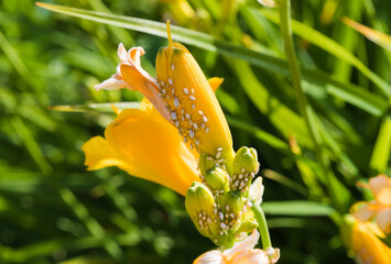 Close up of yellow daylily flower buds infested with white aphids in a summer garden, showing plant...