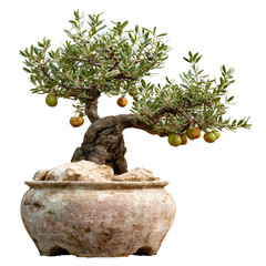 Elegant bonsai olive tree in rustic pot against a dark background for decoration