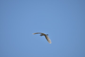 大空を飛ぶサギ