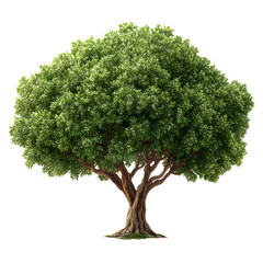 Majestic Green Tree with Lush Foliage Against Black Backdrop for a Natural Image