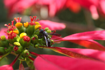A single black wasp with black wings viewed from above checking on flower buds with vivid pink leaf...