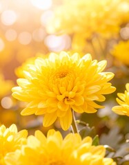 黄色の菊の花をクローズアップで撮影した写真です。
浅い被写界深度で花を際立たせ、背景は柔らかい秋のボケで包まれています。
