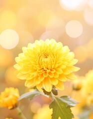 黄色の菊の花をクローズアップで撮影した写真です。
浅い被写界深度で花を際立たせ、背景は柔らかい秋のボケで包まれています。