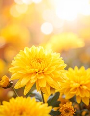黄色の菊の花をクローズアップで撮影した写真です。
浅い被写界深度で花を際立たせ、背景は柔らかい秋のボケで包まれています。