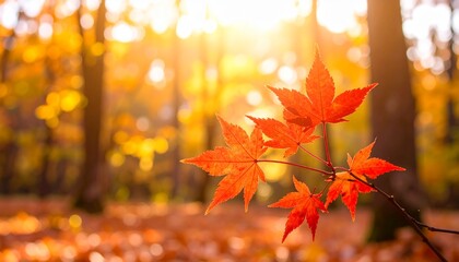 赤いカエデの枝と葉をクローズアップで撮影した写真です。
背景は森の景色が柔らかくぼけ、暖かい日光が葉を優しく照らします。