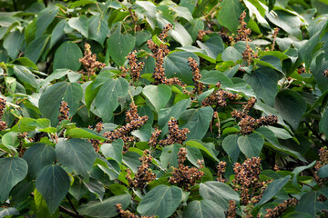 Japanese mallotus fruit that is very popular with wild bird