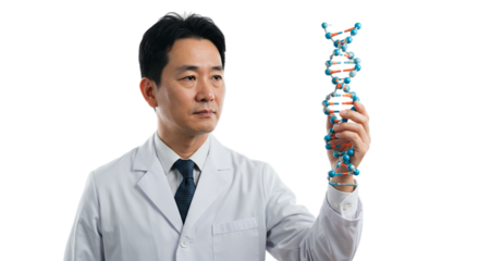Asian scientist examining a DNA model, envisioning scientific advancements, medical breakthroughs, and potential cures for diseases in a professional setting png isolated 