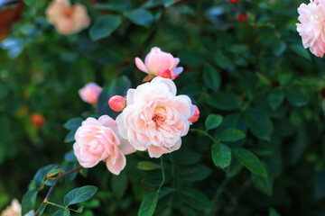 Pink tea roses grow in summer ornamental cottage garden, soft focus