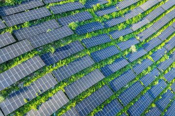 Solar panel farm with vibrant green grass and tree growing between the photovoltaic arrays.