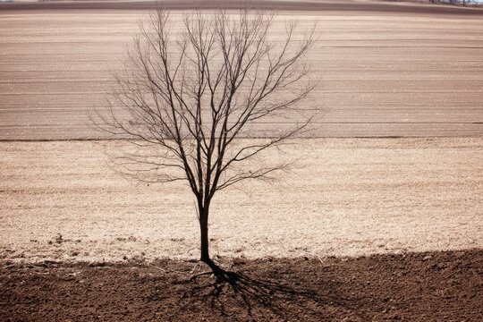Solitary bare tree casts shadow on tilled field