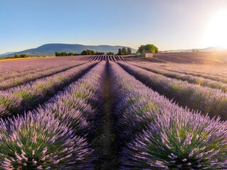 Amanecer en los campos de lavanda.