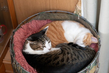 狭い場所に入る二匹の猫