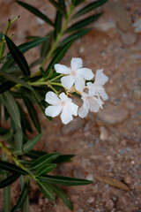 Close-up of white oleanders in bloom. Beautiful tropical flower for garden, nature and floral design.