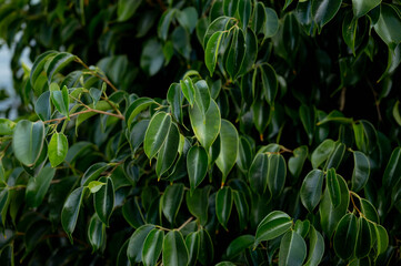 Close-up of a ficus benjamina, its bright green leaves creating a refreshing and natural atmosphere. greenery background