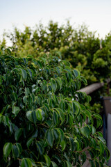 Close-up of a ficus benjamina, its bright green leaves creating a refreshing and natural atmosphere. greenery background