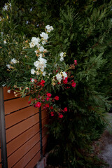 White and red oleanders in bloom near the fence. Beautiful tropical flower for garden, nature and floral design.