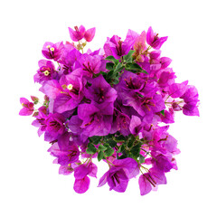 Close-up of a vibrant cluster of magenta bougainvillea flowers