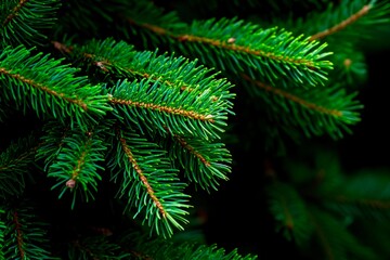 Beautiful green Christmas pine twig showcasing nature's vibrant hues during the festive season