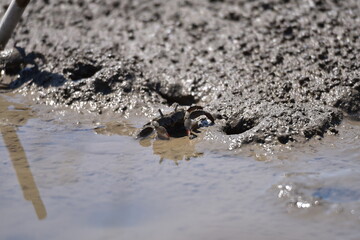 有明の干潟で見つけたシオマネキ